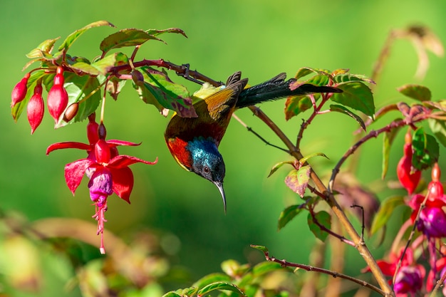 Зеленохвостый Sunbird Птицы Таиланда