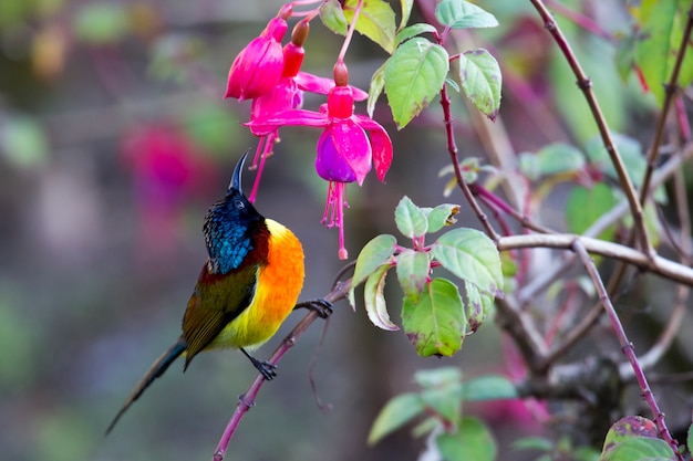 Green-tailed Sunbird-vogels van Thailand