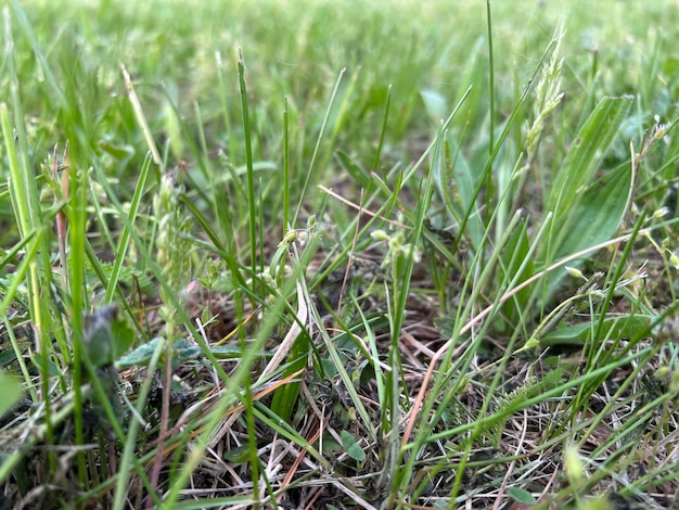 Green tall blooming grass background