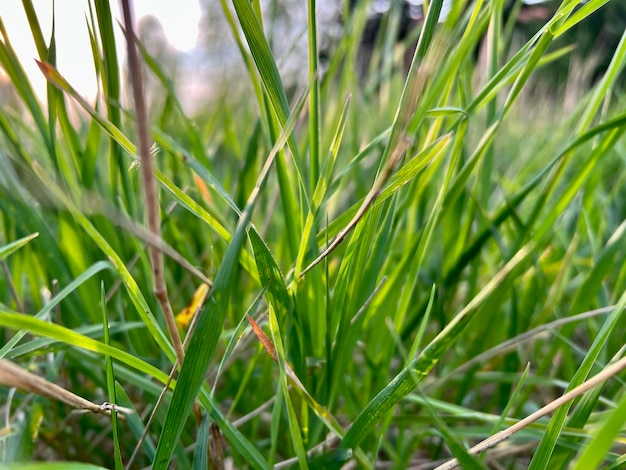 Green tall blooming grass background