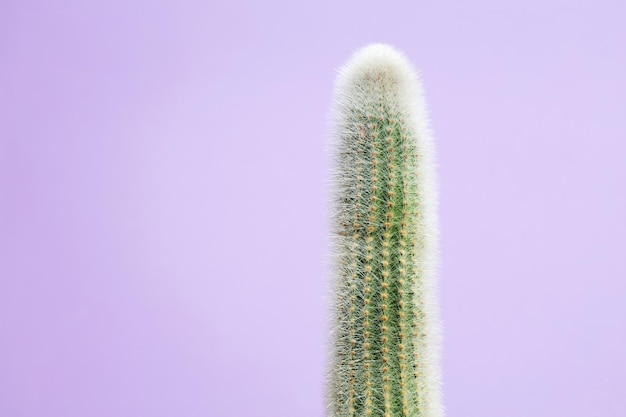 Green tall cactus on purple background Minimal creative stillife Copy space