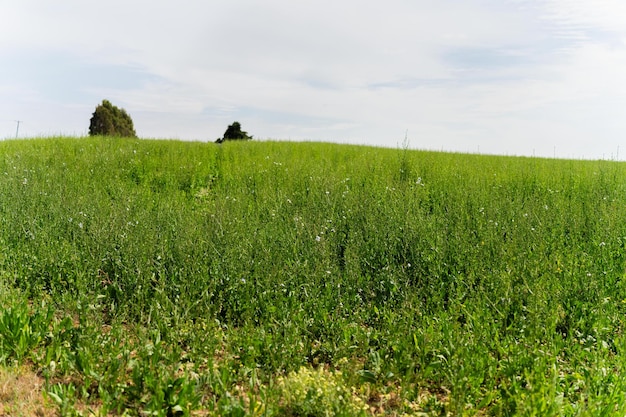 Photo green tall chicory crop plants in a field