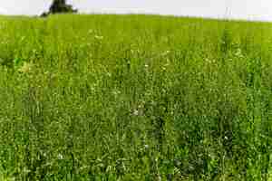 Photo green tall chicory crop plants in a field