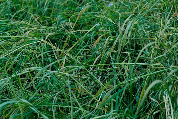 Green tall grass field