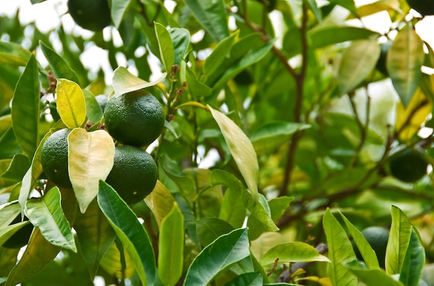 Green tangerines growing on a branch