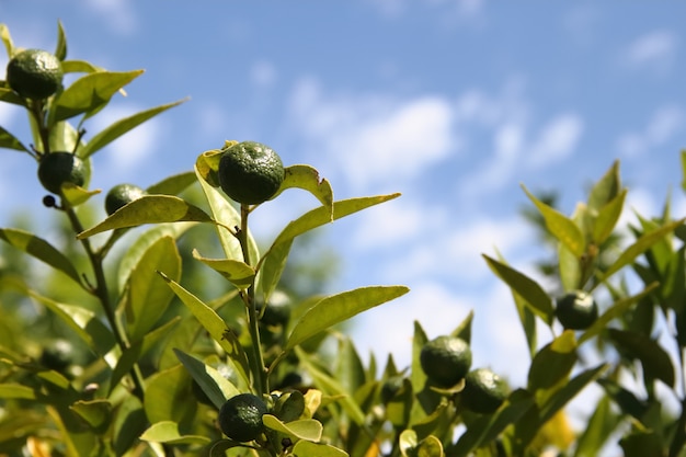 green tangerines in silver