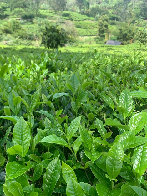 写真 緑茶の芽と新鮮な葉 パンカック・ボゴール西ジャワの茶畑 インドネシア