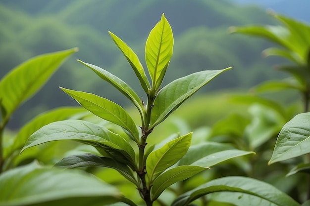 Фото Зеленые чайные почки и свежие листья чайные плантации природа кералы