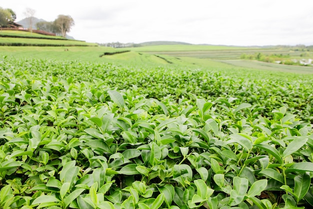 緑茶のつぼみと新鮮な葉。茶畑