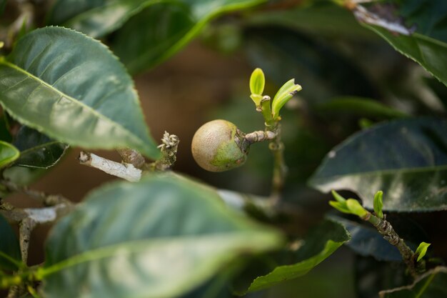 緑茶の芽と新鮮な葉。茶畑。