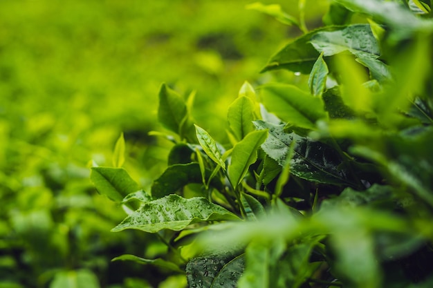 緑茶のつぼみと新鮮な葉。茶畑