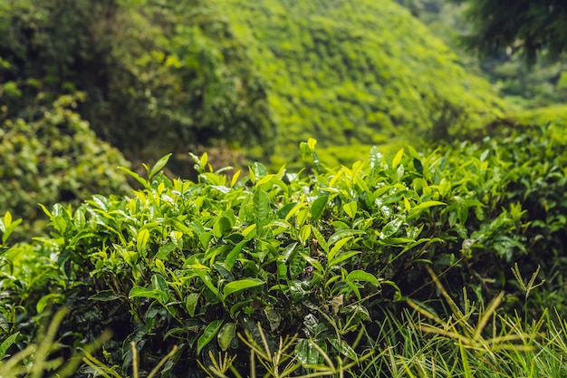 緑茶のつぼみと新鮮な葉。茶畑