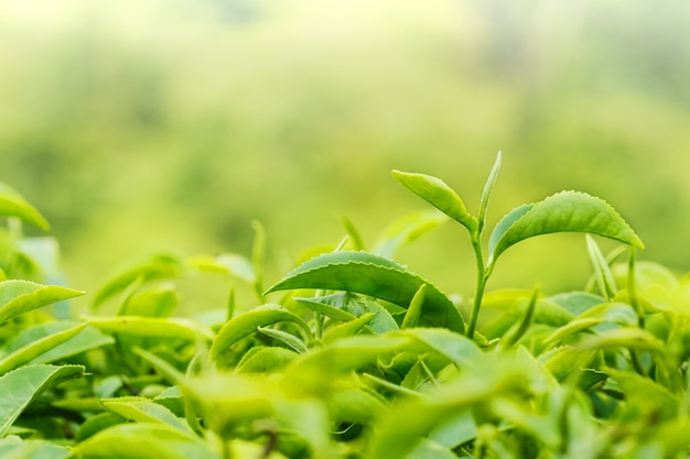 Green tea bud and fresh leaves. Tea plantations.