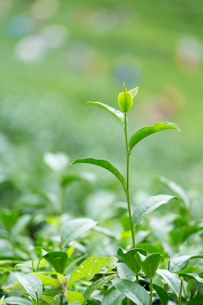 緑茶のつぼみと葉。茶畑。