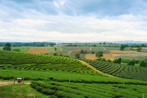 Green tea farm, Chiang Rai