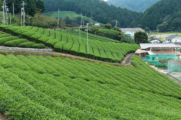 Green tea farm in Japan