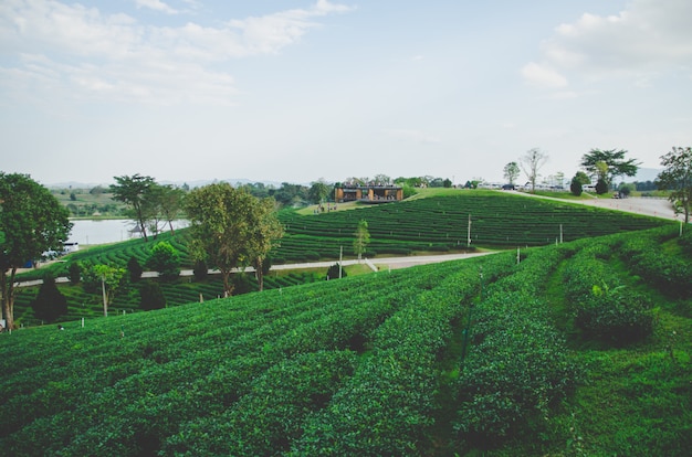 Photo green tea farm with road and cloundy sky