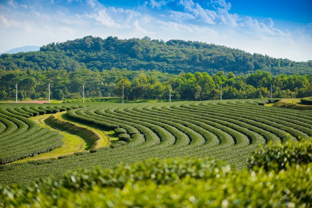 Photo green tea field with blue sky