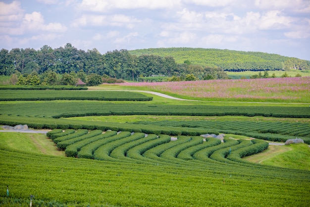 Green tea field with blue sky