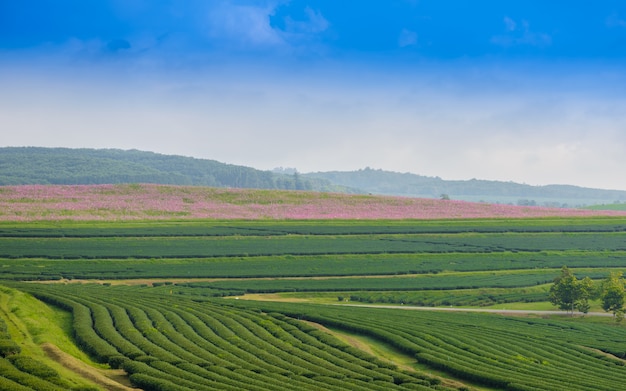 Green tea field with blue sky