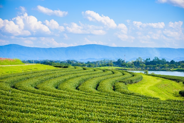 Campo di tè verde con cielo blu