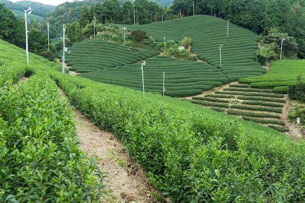 Green Tea field