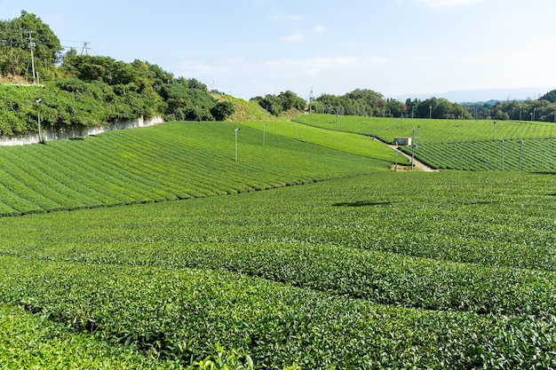 Green Tea field