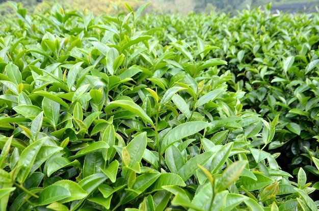 Green tea and fresh leaves