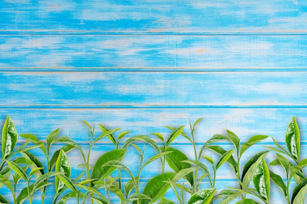 green tea leaf on blue wooden background