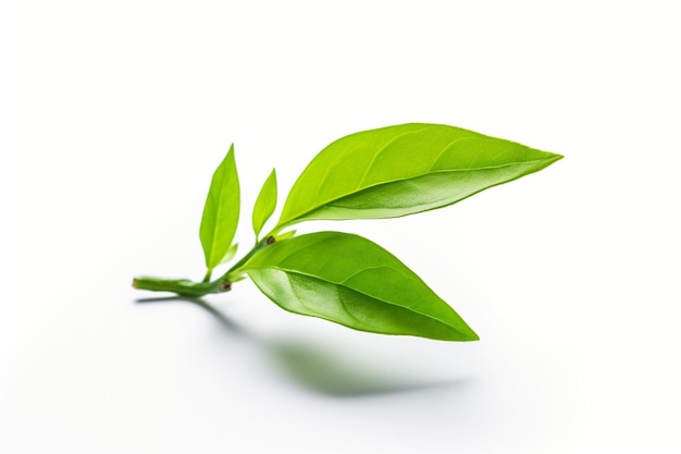 Green tea leaf isolated premium