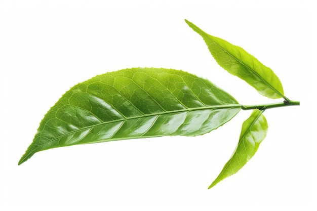 Green tea leaf isolated on white background Green tea leaf isolated on white background