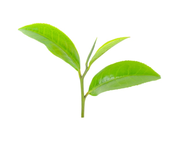 Green tea leaf isolated on white background.