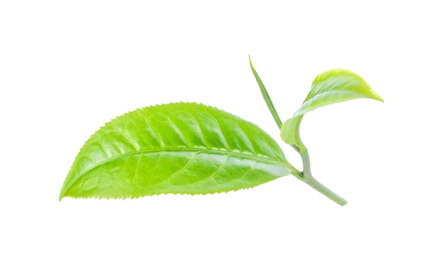 Green tea leaf isolated on white background