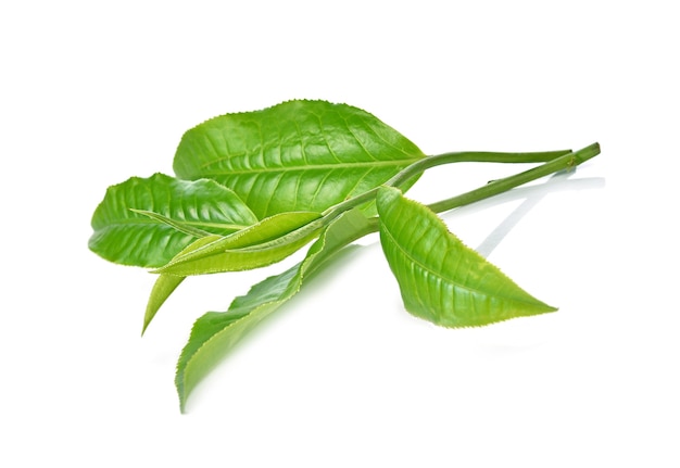 Green tea leaf isolated on white background.