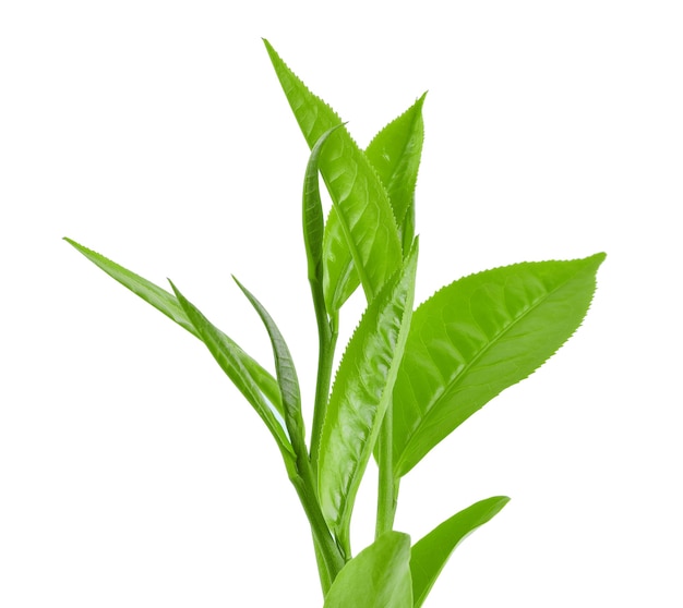 Green tea leaf isolated on white background