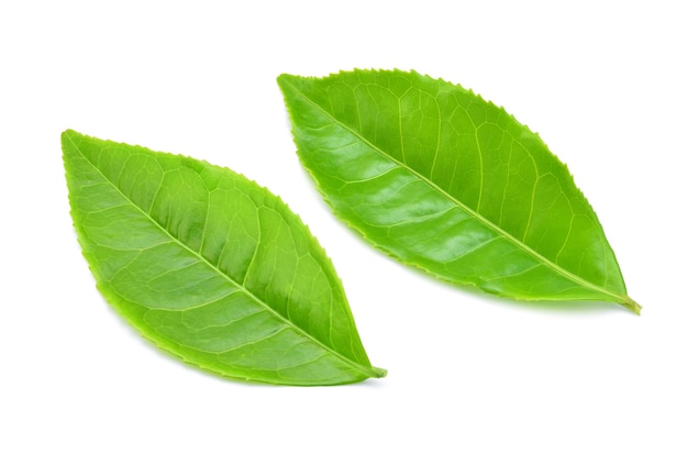 Green tea leaf isolated on white background