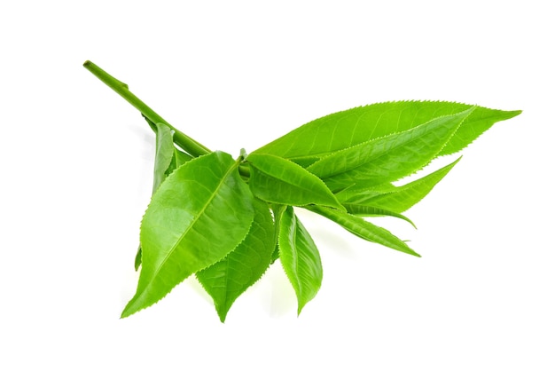 白い背景で隔離の緑茶の葉