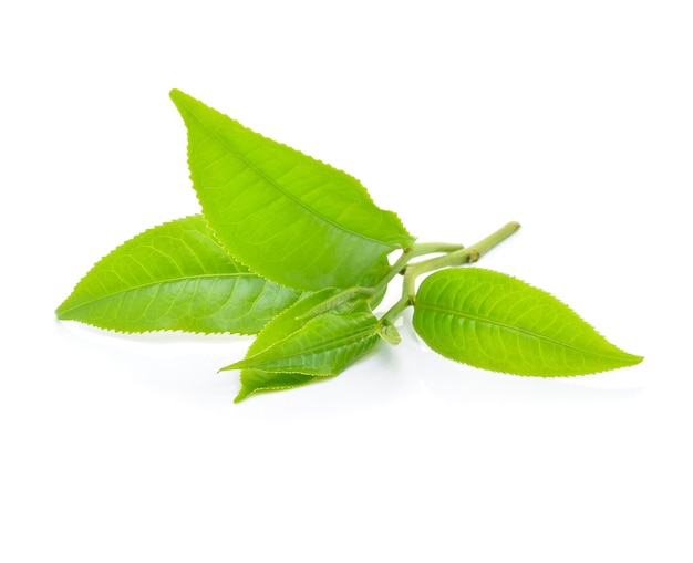 Photo green tea leaf isolated on white background