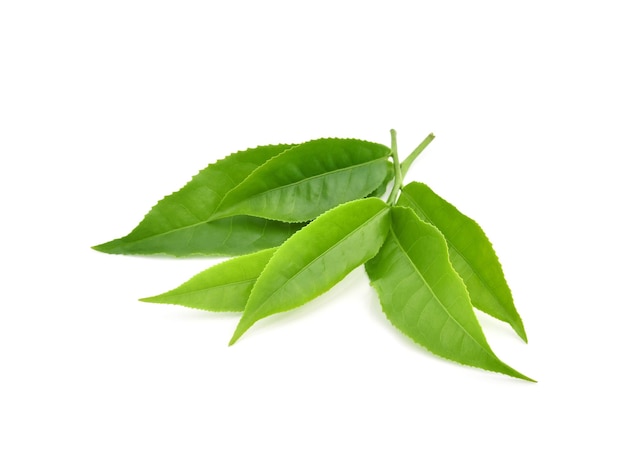 Green tea leaf isolated on white background