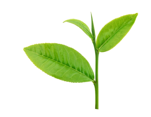 Green tea leaf isolated on white background