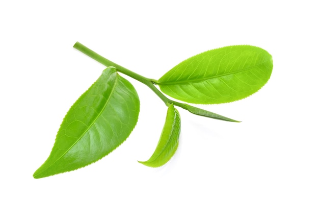 Photo green tea leaf isolated on white background