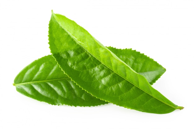 Green tea leaf isolated over white background