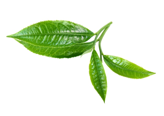 Green tea leaf isolated on white background