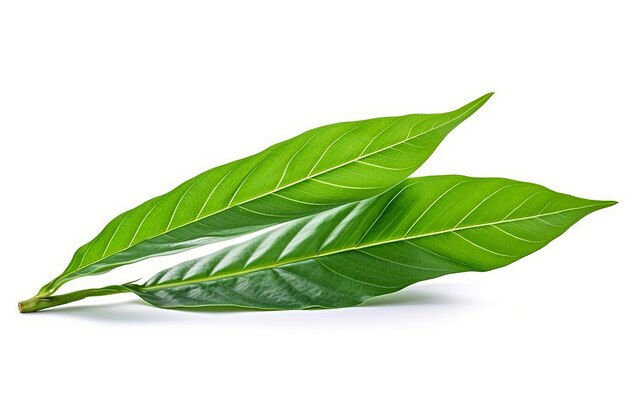 green tea leaf isolated on white background