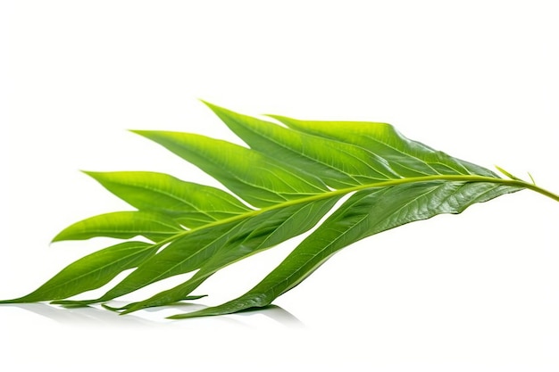 лист зеленого чая, выделенный на белом фоне