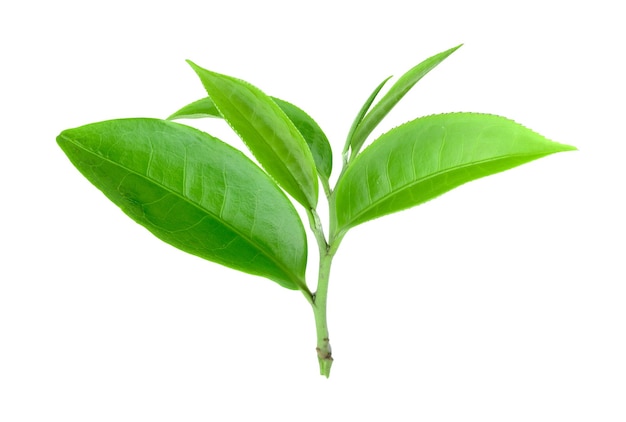 白い背景に隔離された緑茶の葉