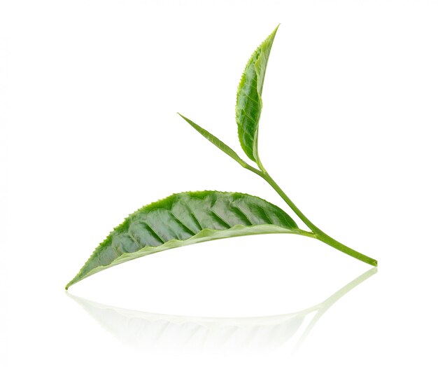 Green tea leaf isolated on white background