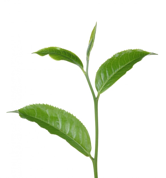 白い背景で隔離の緑茶葉