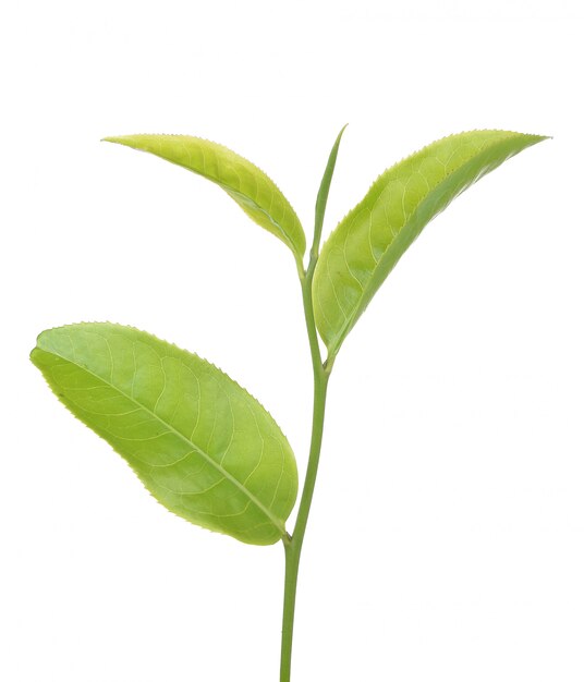 Photo green tea leaf isolated on white background