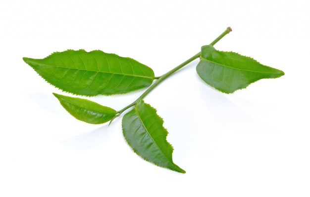 Зеленый лист чая, изолированных на белом фоне